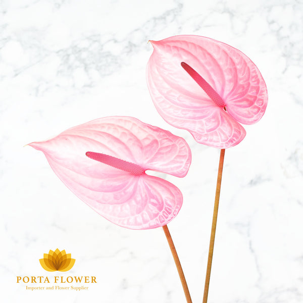 Anthurium A candy