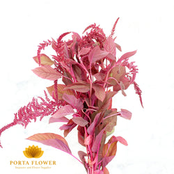 Amaranthus cruen velvet