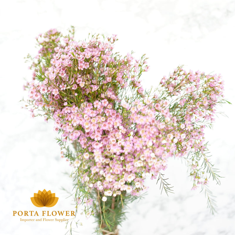 Waxflower dancing queen