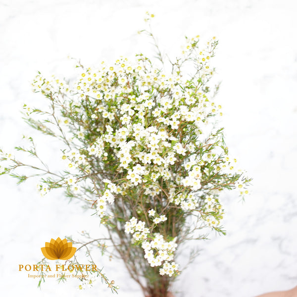 Waxflower ofir