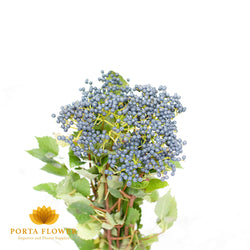 Viburnum blueberry