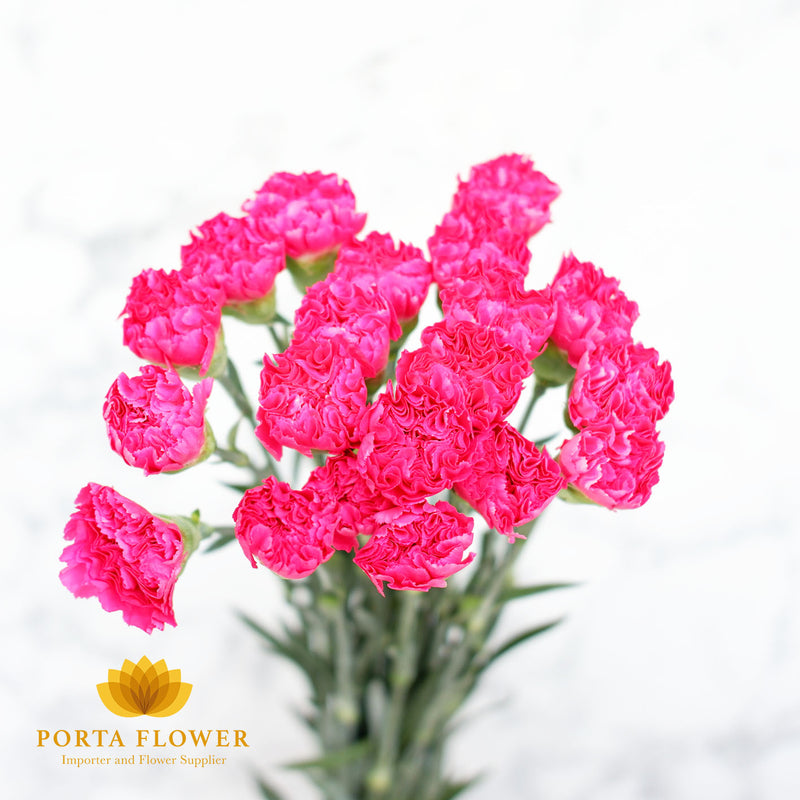 Carnation pink fuschia