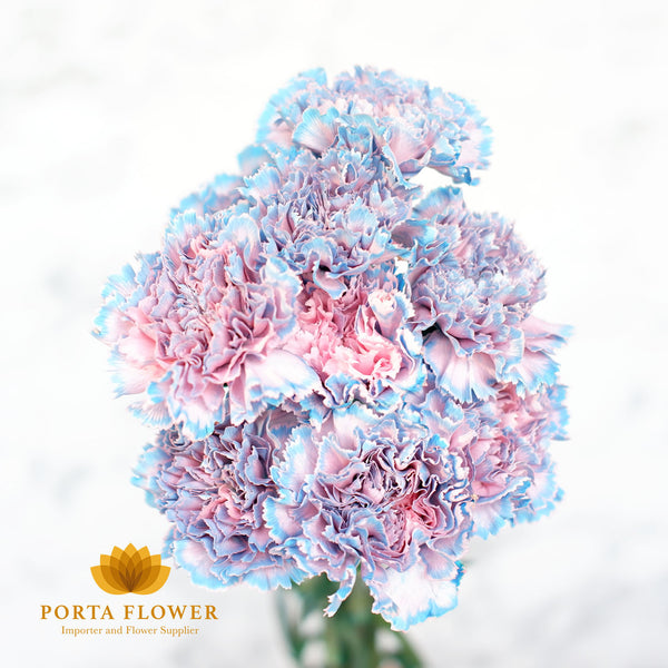 Carnation pink blue molly