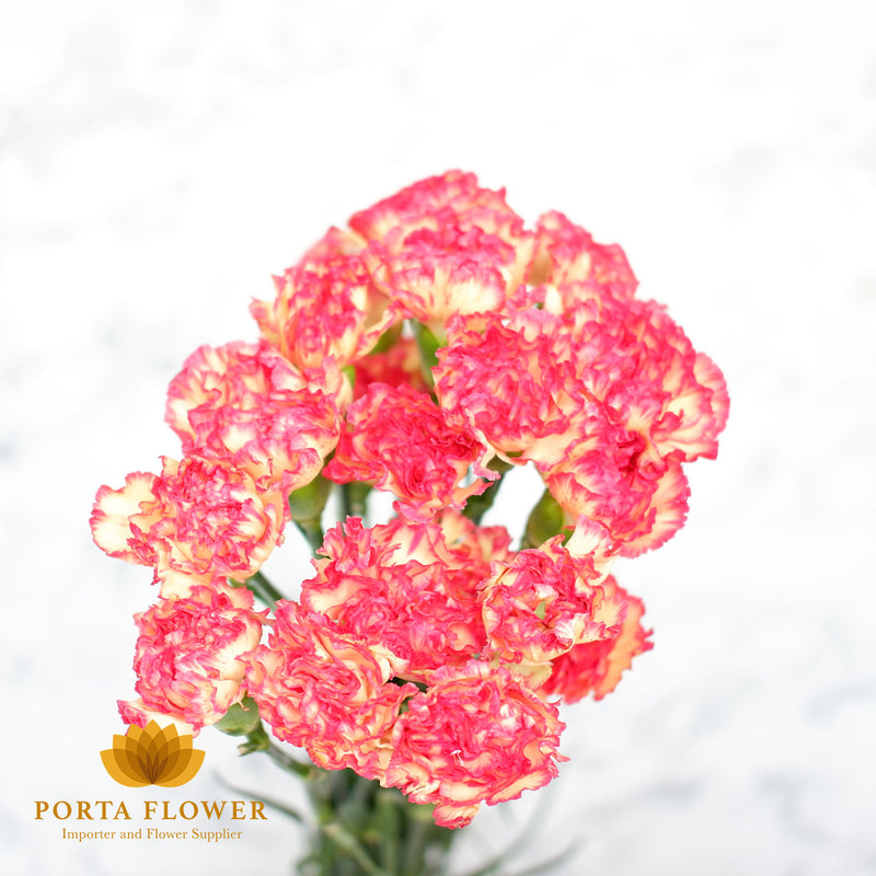 Carnation lorca