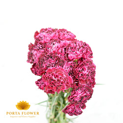 Carnation nobbio violet