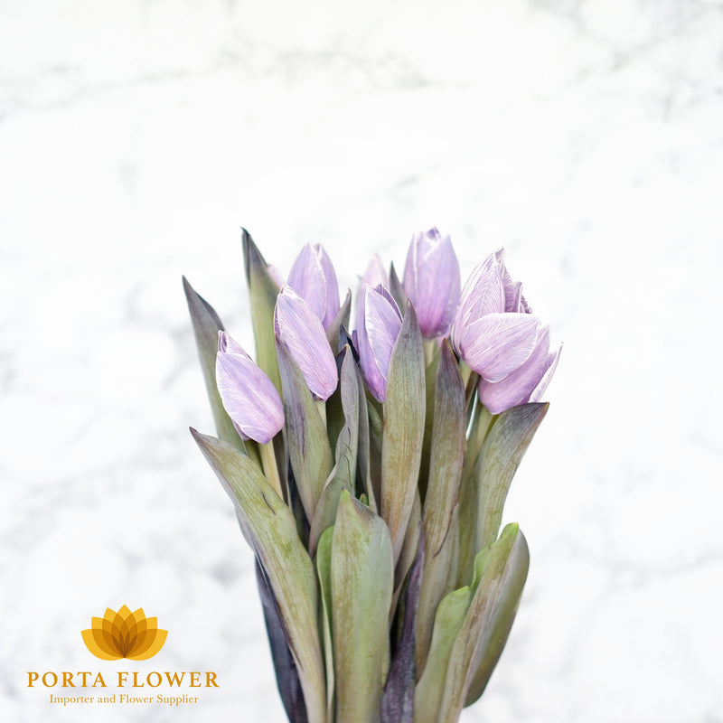 Tulip painted pastel violet