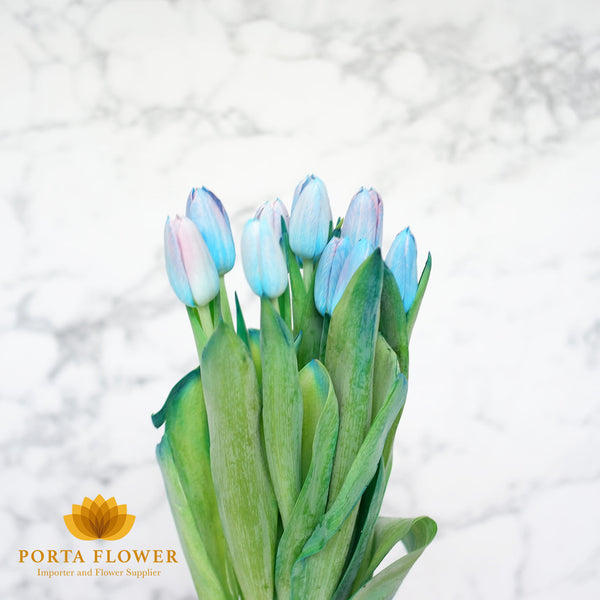 Tulip painted gypsy blue