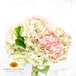 Hydrangea monika classic dark pink