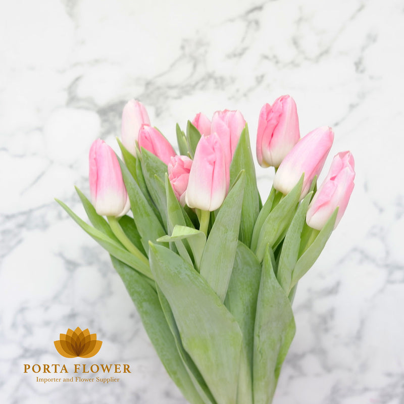 Tulp dynsasty