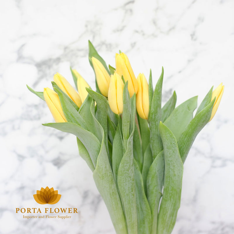 Tulip strong gold