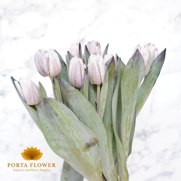 tulip painted grey