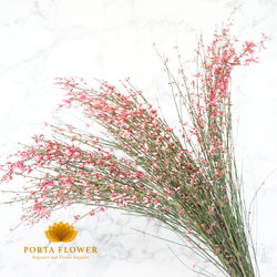 Genista red