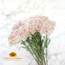 rice flower pink