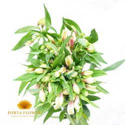 Alstroemeria elegance