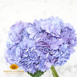 Hydrangea renata blue