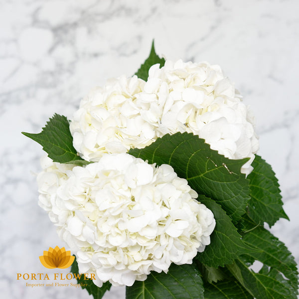 Hydrangea white swan