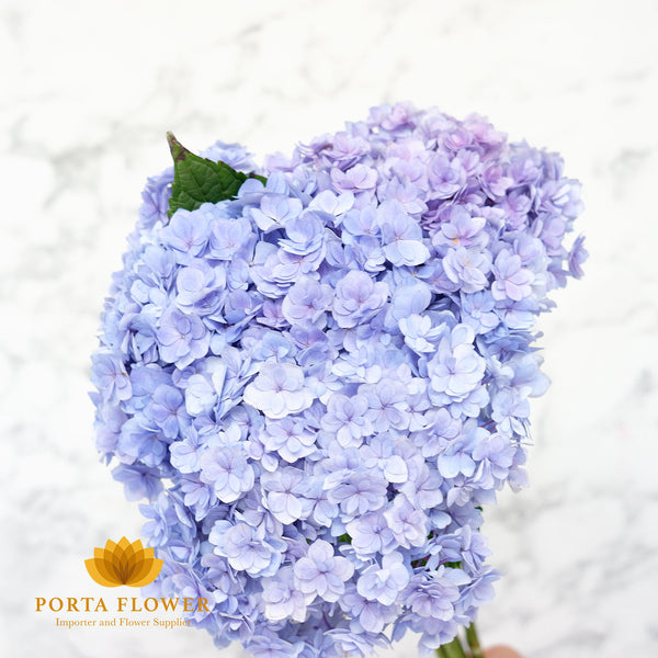 Hydrangea Me & you together