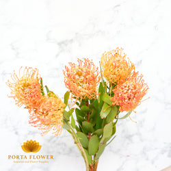 Leucospermum nutan jelena