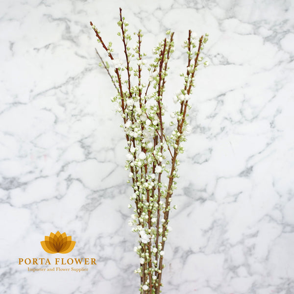 prunus white