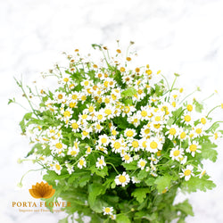 tanacetum single vegmo