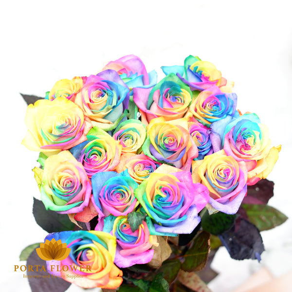 rainbow rose holland