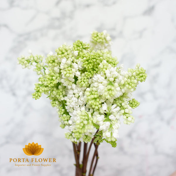 syringa white