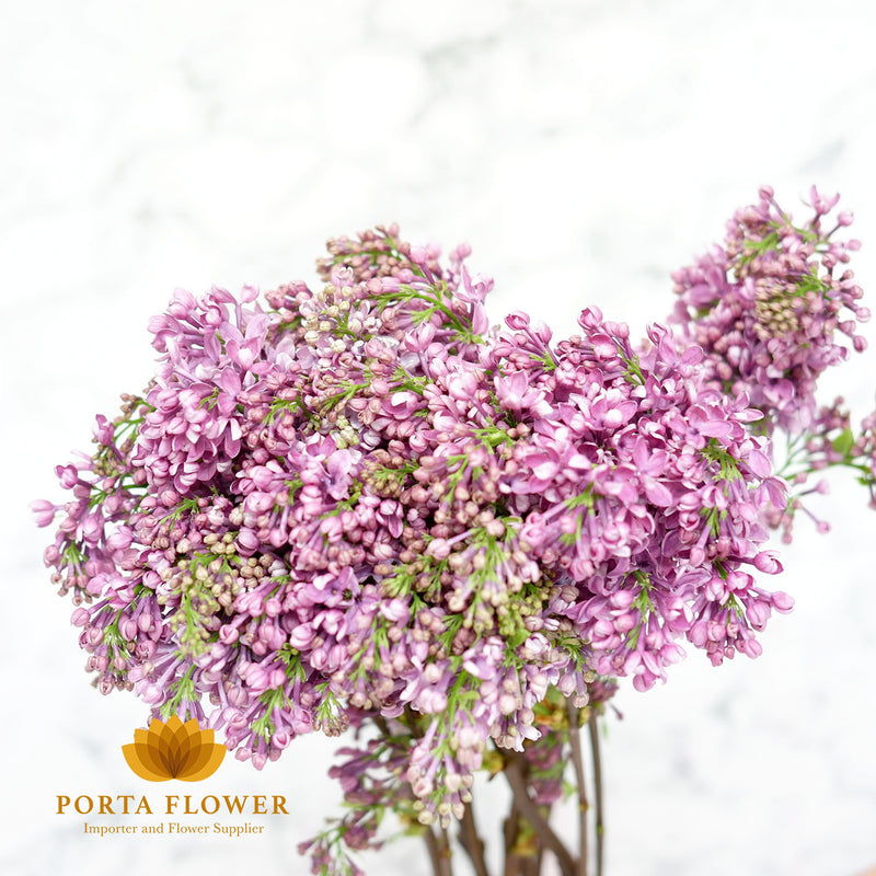 syringa dark koster