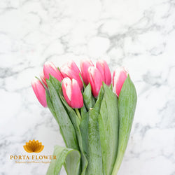 tulip universum