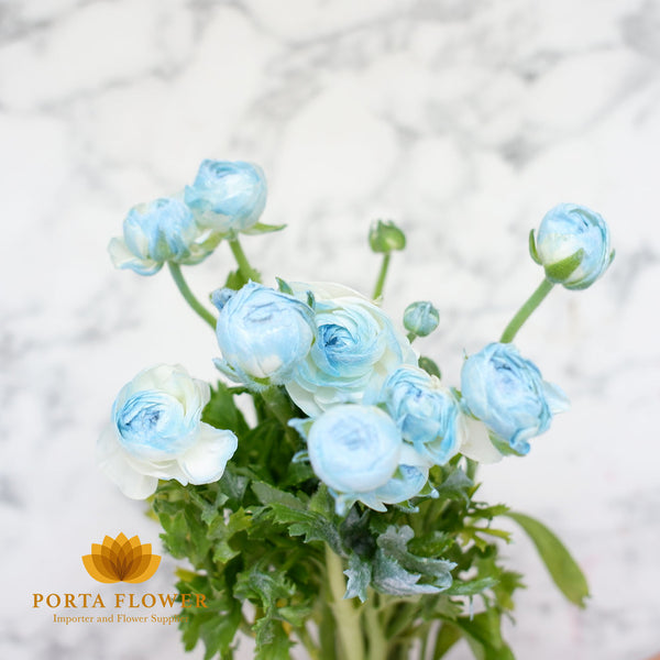 ranunculus elegance dyed marshmallow blue