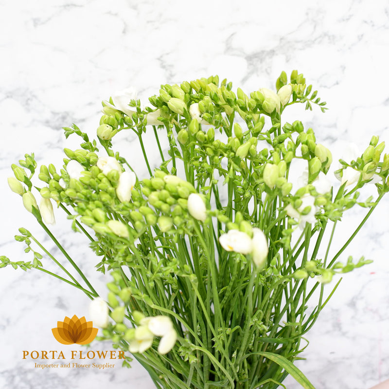 freesia double volante