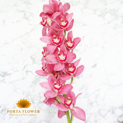 cymbidium trinity dark pink