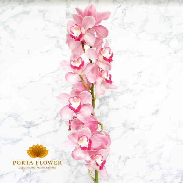 cymbidium freeke soft pink