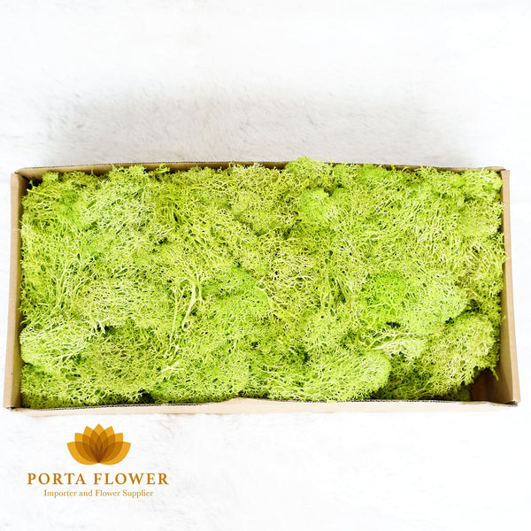 dried moss soft green