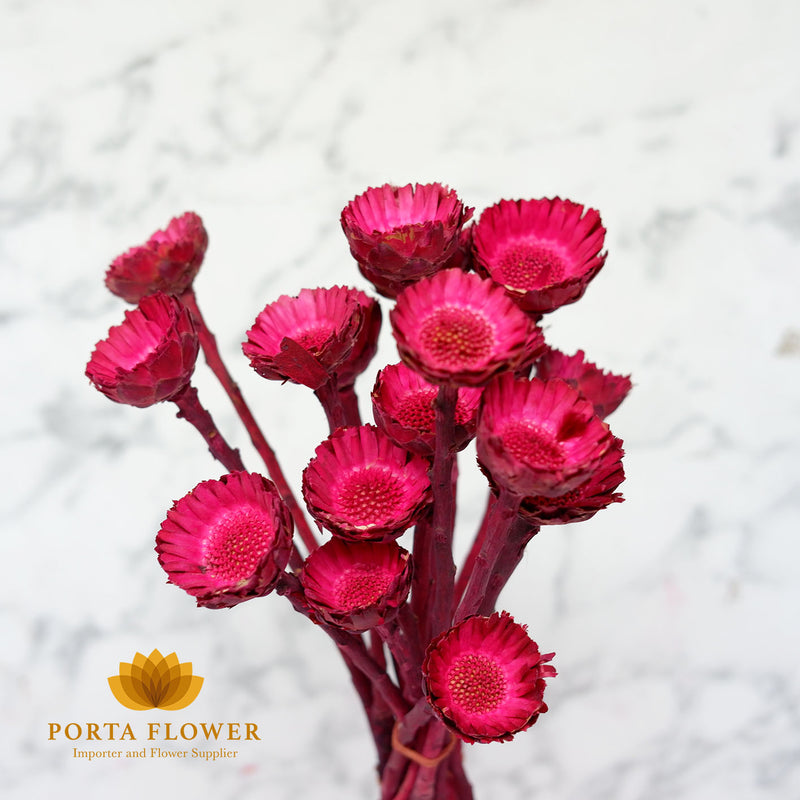 dried protea compacta fuschia