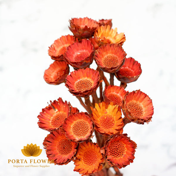 dried protea compacta orange