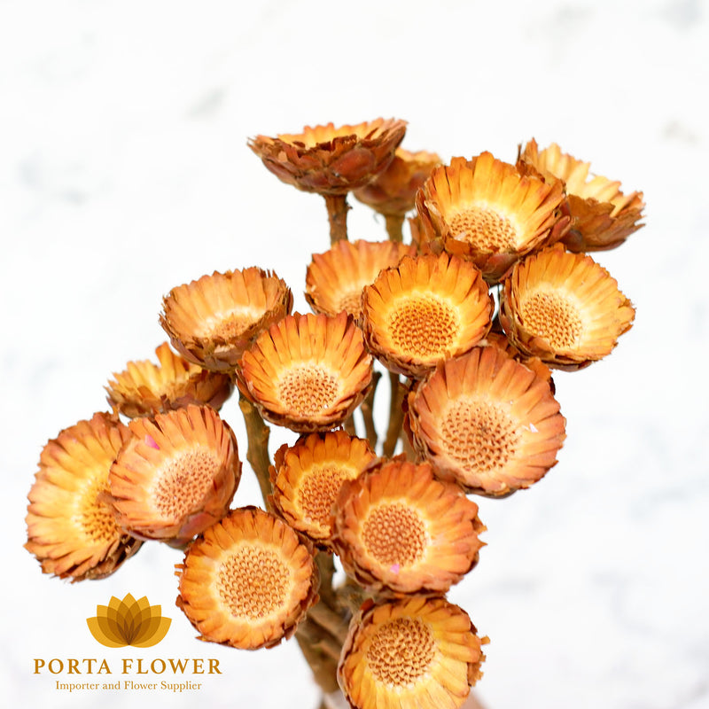 dried protea compacta yellow