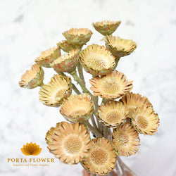 dried protea compacta white