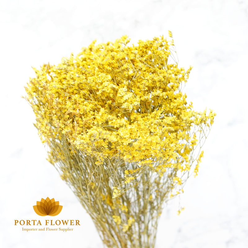 preserved limonium yellow