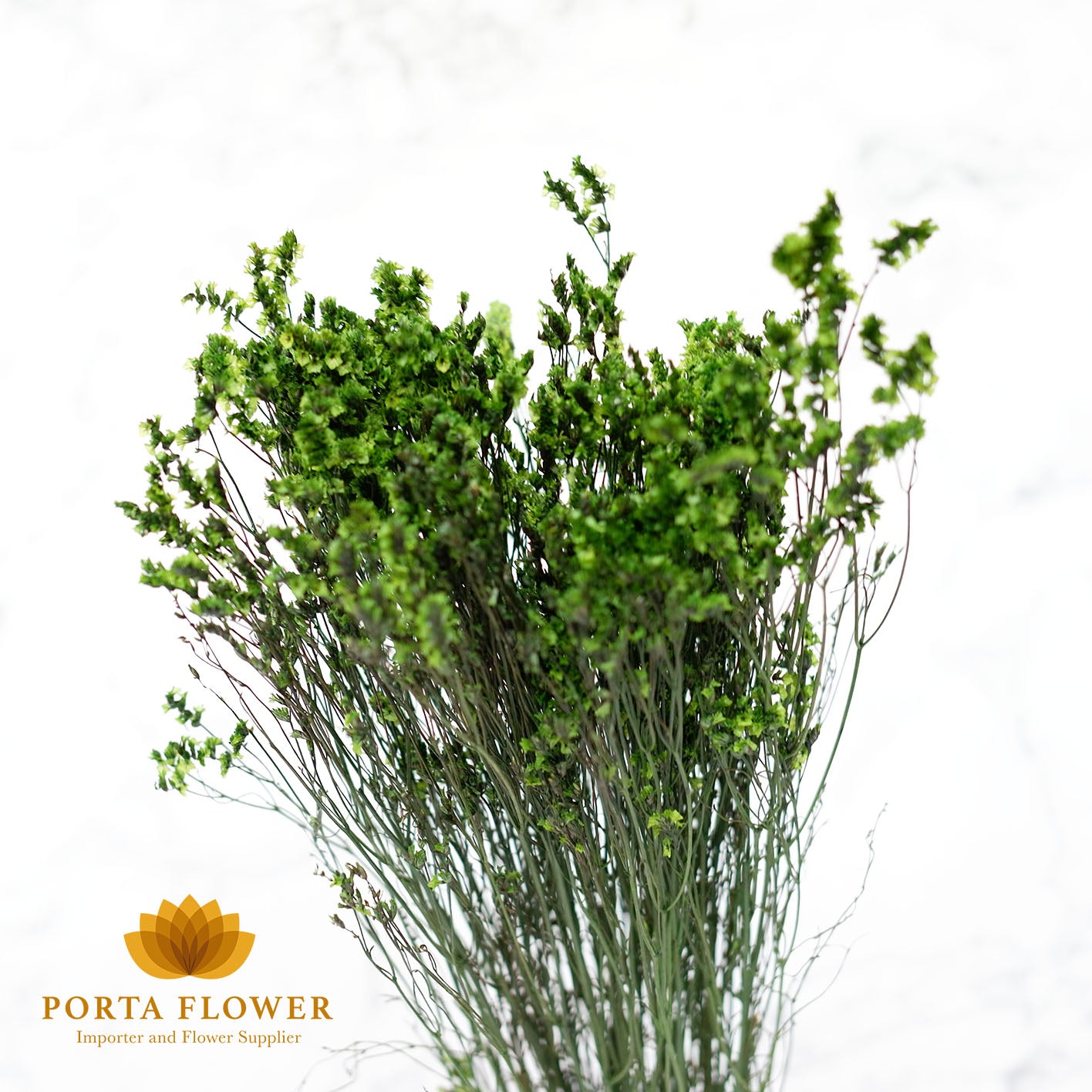 preserved limonium dark green