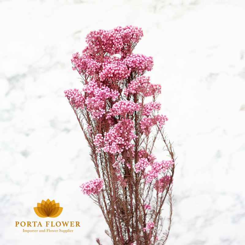 preserved rice flower purple