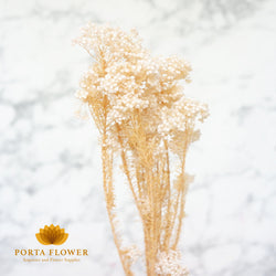 preserved rice flower white