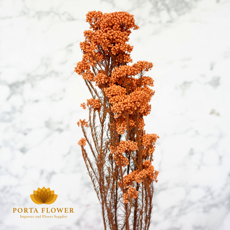 preserved rice flower orange