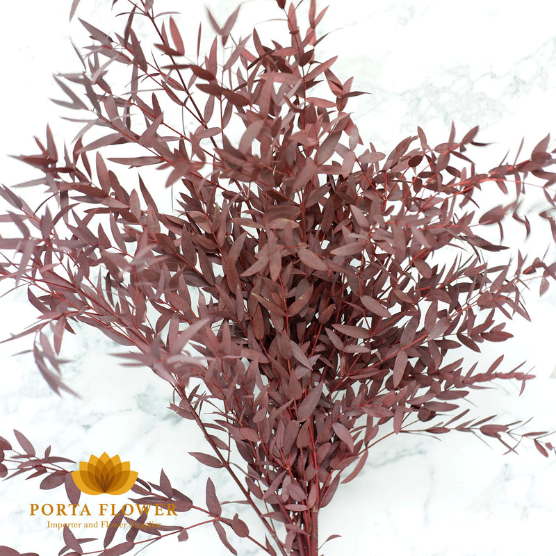 preserved parvifolia maroon