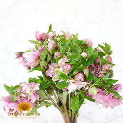 Helleborus double queen picote