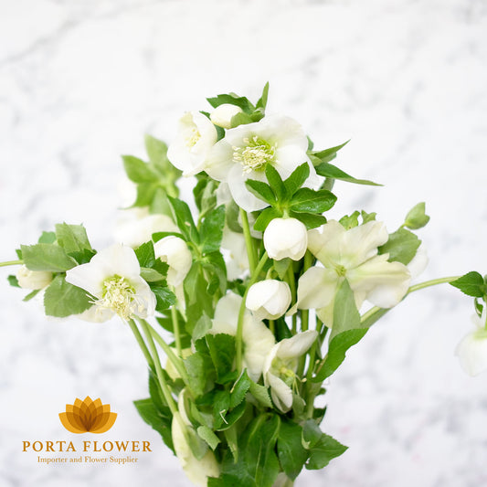 helleborus queen white