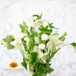 helleborus queen white