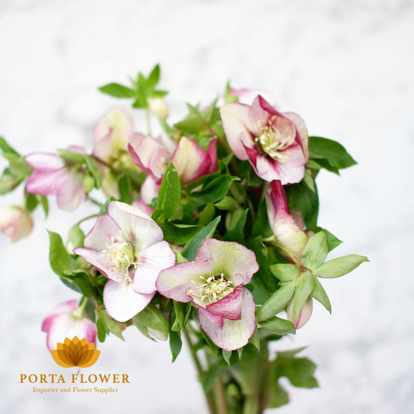 helleborus queen picote