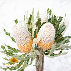 banksia prionotes