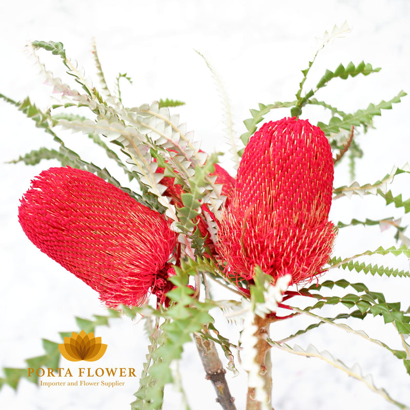 banksia prionotes red