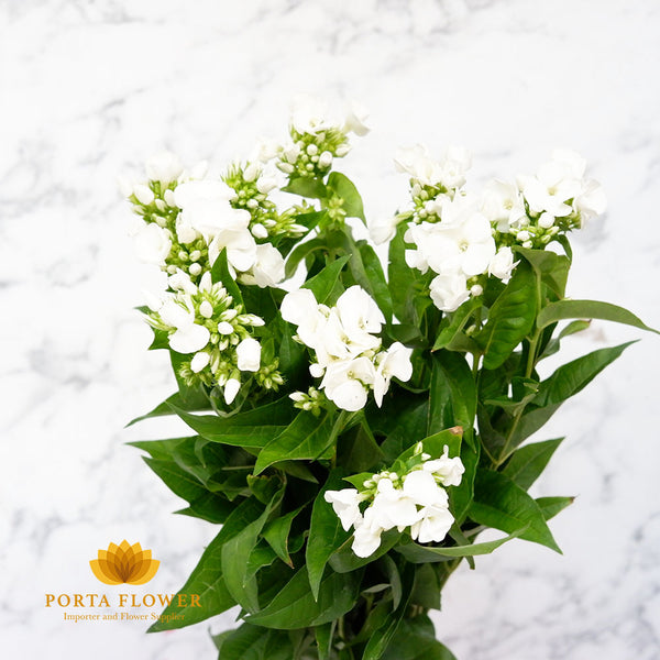 phlox p white cap